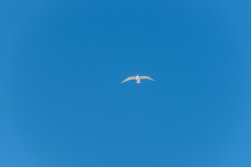 Seagull Flying in a Clear Blue Sky
