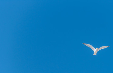 Obraz premium Seagull Flying in a Clear Blue Sky