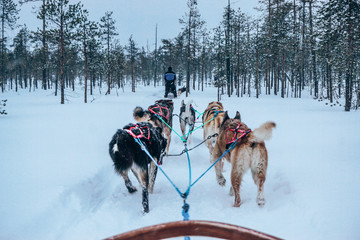 Dog sled in Rovaniemi, Finland