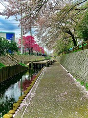 Fototapeta na wymiar canal in spring