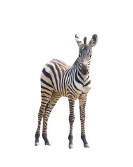young zebra isolated