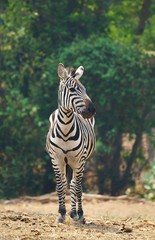 zebra standing alone