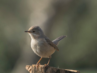 Sylvia communis.  Curruca zarcera en libertad