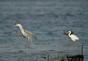 Grey Heron and Western reef herons perched on fishing net at Busaiteen coast, Bahrain
