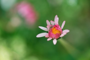 fiore
