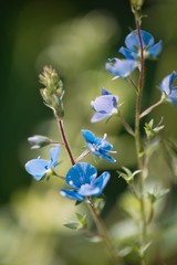 fiore