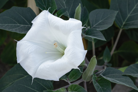 Datura innoxia - white flower from United States, Central and South America. The moonflower with green leaves outdoors. Floral background.