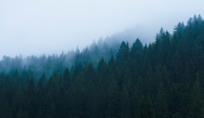 forest in the mountains in a haze against the sky