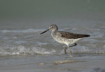 Obraz premium Common Greenshank at Busaiteen coast, Bahrain