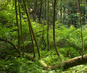 green forest in the morning