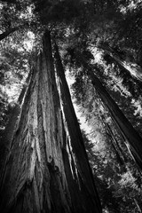 Giant Sequoia in Muir Woods, California