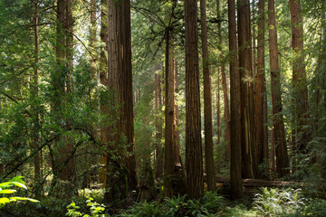 forest in the morning, Muir Woods