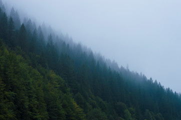 forest in the mountains in a haze against the sky