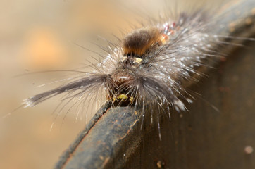 elongated caterpillar body hair