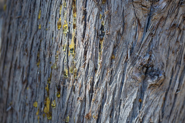 Obraz premium Yellow amber drop of resin close-up on a coniferous tree, natural phenomenon background 