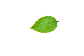 Fototapeta na wymiar green leaf isolated on white background