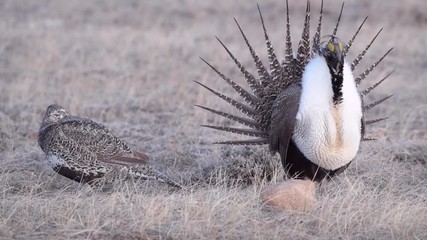 A Male Greater sage-grouse Courtship Display with Inflated Gular Sacs and Female Hen (with sound)