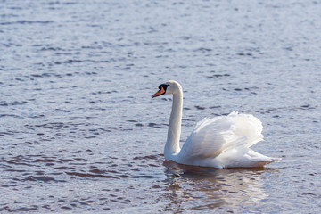 Swan on Quiet and Peaceful Lake