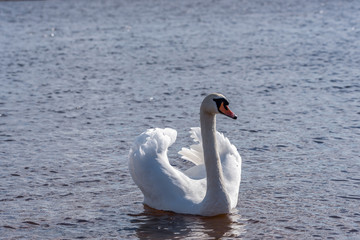 Swan on Quiet and Peaceful Lake