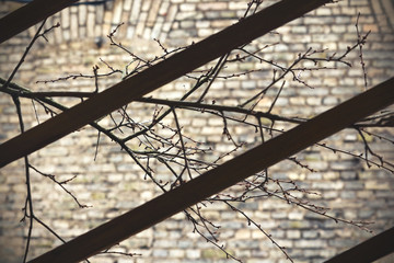 Leafless branches on brick wall background behind wooden planks