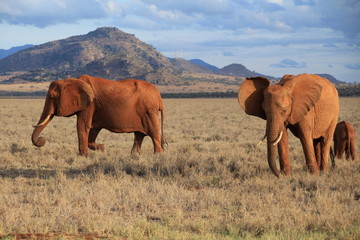Park Narodowy Tsavo East w Kenii słonie 