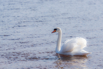 Swan on Quiet and Peaceful Lake