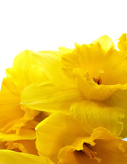 Obraz na płótnie Canvas Macro photo of bouqut of yellow daffodil isated on white background.