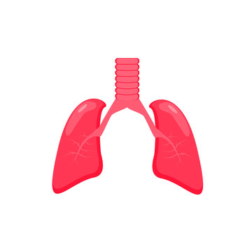 lung images as vector illustration of the human respiratory apparatus vector illustration