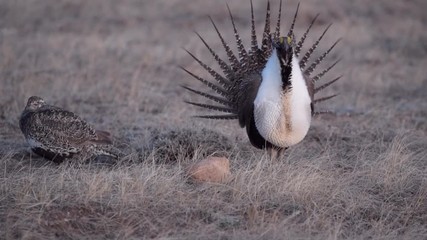 A Male Greater Sage-grouse Courtship/Strutting Display on a Spring Morning