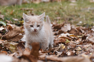 Naklejka na ściany i meble Adorable yellow kitten play outside. A little cute kitten playing in the yard