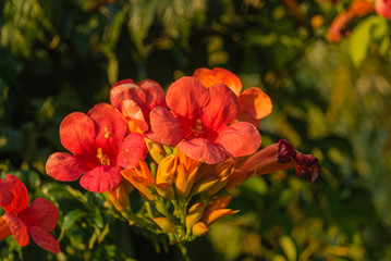 Obraz premium Kwiaty.