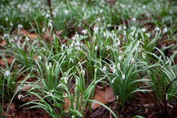 Galanthus (snowdrop) in March