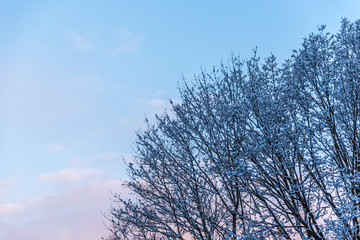 Snowy Tree at Sunrise with Pink and Blue Sky