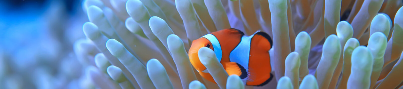 clown fish coral reef / macro underwater scene, view of coral fish, underwater diving