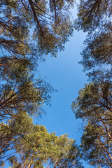 Looking up to the Sky through the Tall Trees