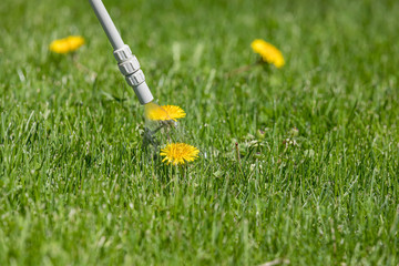 Dandelion weed in lawn, spraying weed killer herbicide. Home lawn care, landscaping concept