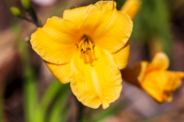 Close up of a yellow flower in the garden outdoors