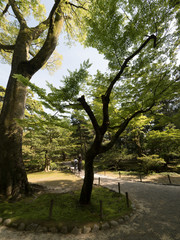 Jardines Kenrokuen, en Kanazawa, Japón