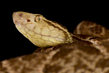 Fer-de-Lance (Bothrops asper)