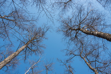 Looking up to the Sky through the Tall Trees