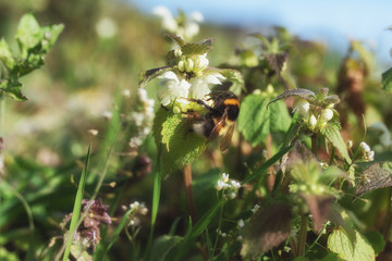 Hummel