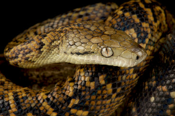 Jamaican boa (Chilabothrus subflavus)