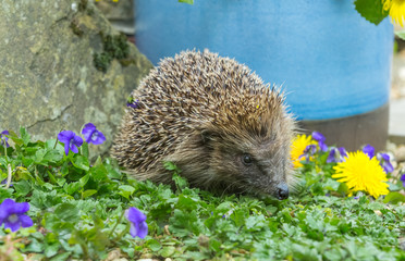 Hedgehog in Springtime, wild, free roaming hedgehog, taken from within a wildlife hide to monitor the health and population of this favourite but declining mammal, copy space