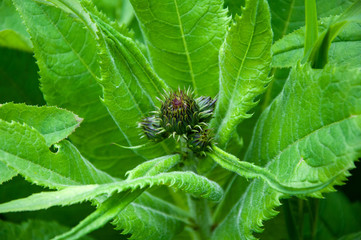 Late spring. A young thistle bud surrounded by lush fresh green leaves. Background. Close-up.