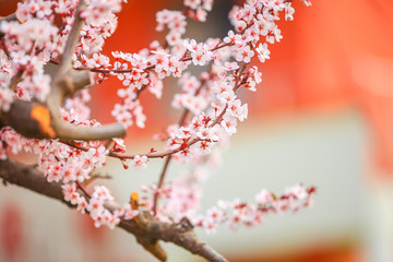  the plum blossom