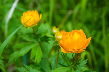 Late spring. Bright yellow flowers on a background of green vegetation. Background. Close-up.