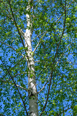Spring. White birch trunks with tender green young foliage against a blue sky.