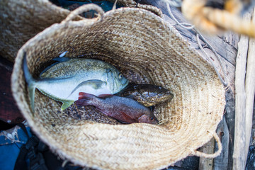 Fresh fish catch in basket