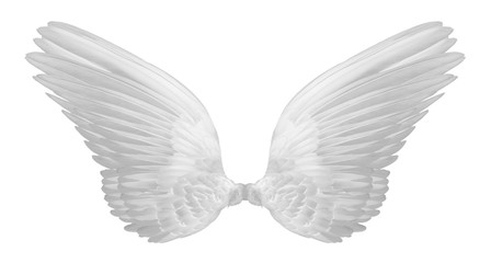 white wings on white background.