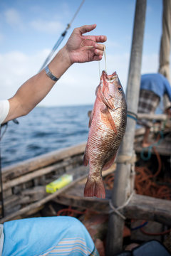 fish in the hands of fisherman